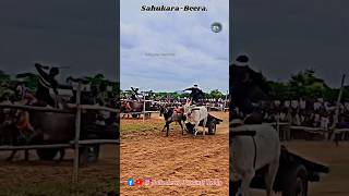 Sahukara and Beera❤️❤️‍🔥hallikarbullcart bailgada bull bullsloverprasanth [upl. by Nawud]