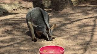 The Yellow Footed Rock Wallaby Sydney Australia [upl. by Enelad]