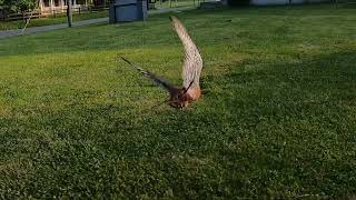 Falconry American Kestrel Titus carhawking starlings [upl. by Ssor775]