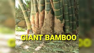 Moso bamboo in india GIANT BAMBOO विशाल बाँस dendracalamus giganteus [upl. by Dhiren]