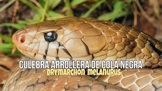 Culebra Arroyera Come Pichones de Barranquero   Drymarchon Melanurus  🐍😋🦜 [upl. by Crissy219]