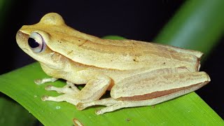 Coaxar da perereca Hypsiboas guentheri  calling frog [upl. by Paucker]