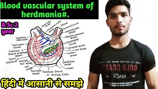 Blood vascular system of herdmania BSc 2 year zoology [upl. by Marlo690]