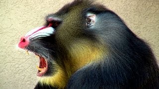 Mandrill Monkey  Oregon Zoo [upl. by Quill]