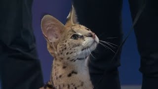 Jumping Serval Cat Earth Ranger Meghan and Sammy visit Daily Planet [upl. by Eran961]