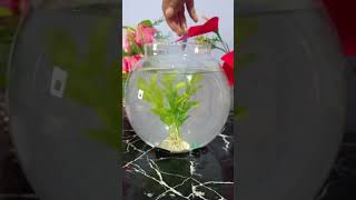 New Fish Tank🐟🐟ytshorts trending fishtank making [upl. by Stempien435]