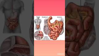 DUODENUM meaning and function icsebiology digestivesystem 9thclass duodenum [upl. by Stronski]