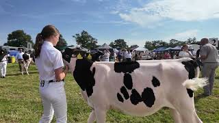 Nantwich Show 2024  Cattle  Sheep  Horses  Racing Pigeons [upl. by Ahsekat]