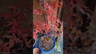 Acer  Skeeters Broom garden gardening plants autumn acer autumncolours [upl. by Nette]