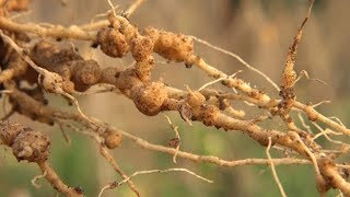 Managing root knot nematodes in vegetables Summary [upl. by Adnawak]