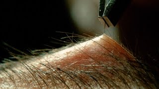 Tweezing Eyebrows In Slow Motion  Ultra Slow Motion 4K  Perfect Eyebrows [upl. by Nirac]