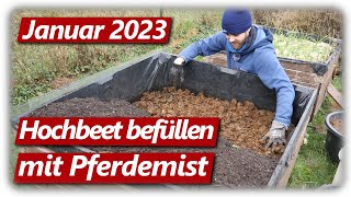 Gartenarbeit Januar  Hochbeet befüllen mit Pferdemist Knoblauch erfolgreich stecken 2023 [upl. by Marek]