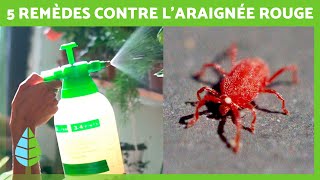 Comment se DÉBARRASSER des ARAIGNÉES ROUGES sur les PLANTES 🕷️🌿  5 Remèdes maison ✅ [upl. by Lorena]