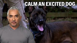 How To Calm A Belgian Malinois Dog  Dog Nation Episode 7  Part 3 [upl. by Neerahs]