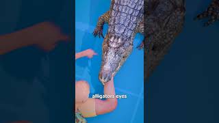 How To Escape An Alligator Death Roll 😨 [upl. by Pauwles]