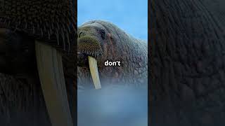 5 Fun Facts About Walruses [upl. by Kirk680]