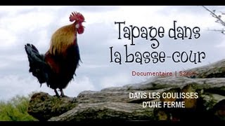 Tapage dans la bassecour  Aventure à la ferme  documentaire animalier [upl. by Attevaj368]