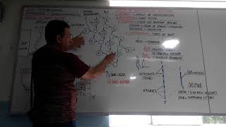 ADN  ESTRUCTURA  TIPOS DE ADN  MODELO DE DOBLE HÉLICE  LEY DE CHARGAFF [upl. by Elvah]