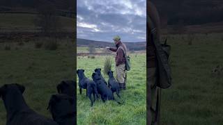 Picking up with Labrador Retriever Gundogs workingdog [upl. by Warford]