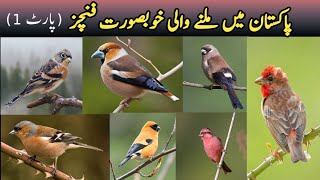 Wild Finches of Pakistan  Beautiful Finch Breeding Birds in Pakistan  Wildlife of Pakistan [upl. by Furey767]