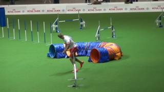 2015 fci agility worldchampionship individual large jumping [upl. by Socrates]