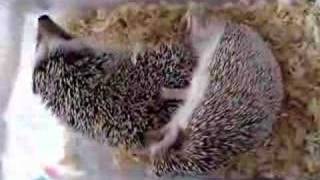 Hedgehogs mating [upl. by Queena]