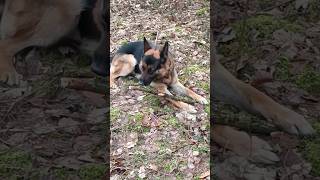 Glücklicher Schäferhund in Polen German Shepherd [upl. by Gnilrets]