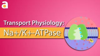 Sodium Potassium Pump  animated [upl. by Steffy]