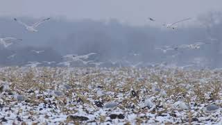 Ring billed Gull Flock Foraging over Cornfield [upl. by Eberhard769]