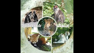 Les terres de Nataé Zoo de PontScorff [upl. by Adrianna]