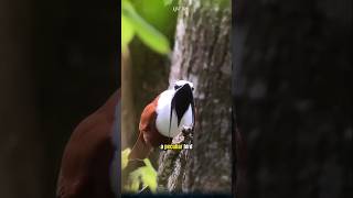 The White Bellbird A Peculiar Bird with the Loudest Call in the World birds [upl. by Arorua491]