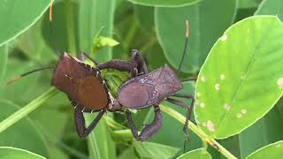 Bọ xít chân lá giao phối  Leaf Footed Bug Acanthocephala terminalis in love 16 [upl. by Dolf]