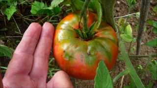 LES BRANDYWINE COMMENCENT à ROUGIR Русские краснеют BrandyWine tomatoes [upl. by Mudenihc857]