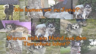 Wie kamen wir zu Jona  Warum sich ein Hund aus dem Tierschutz lohnt  Hundekanal [upl. by Bush]