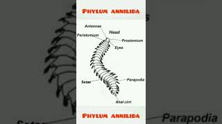 Phylum annilida shorts phylum education educationshorts phylumannilida [upl. by Goldina]