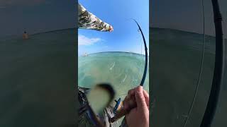 Needlefish flyfishing shorts [upl. by Tav]