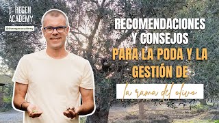 Recomendaciones y consejos para la poda y la gestión de la rama del olivo [upl. by Yrem869]