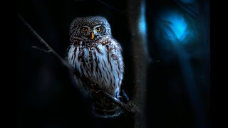 Owls Hooting  Owls Sounds At Night Black Screen With Crickets Sound [upl. by Ayak]