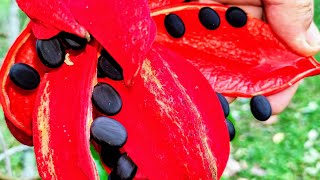 Foraging Monkey Nut Sterculia macrophylla [upl. by Ahtoelc]