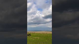 wild cattle Grazing [upl. by Adyol]