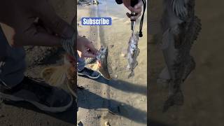 Double sauger release 🎣 fishingshortsfish [upl. by Atiuqram]