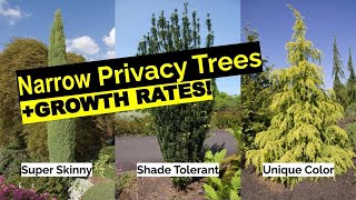 16 Narrow Evergreen Tree Suggestions For YearRound Privacy In Small Yards  Growth Rates [upl. by Leiso]