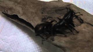 ダイオウヒラタクワガタ対アトラスオオカブトDorcus bucephalus VS Chalcosoma atlas [upl. by Ynez]