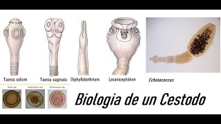 Práctica Biología de un cestodo [upl. by Reeve]