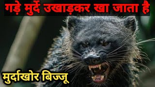 kabr bijju का आतंक  the most fearless animal on earth honey badger  grave badger  कब्र बिज्जू [upl. by Ailuy425]