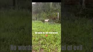 Hurricane Milton Florida  Dog Saved 🐕 [upl. by Htabmas427]