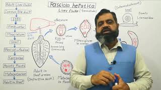 Class Trematoda English medium profmasoodfuzail Life cycle of Liver Fluke  Fasciola hepatica [upl. by Novyak696]