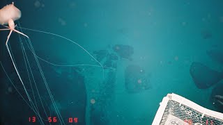 20 Strange Deep Ocean ROV Findings from Japan 🇯🇵  Mega Sea Creature Countdown [upl. by Shawn438]