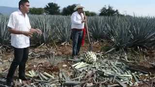 Cultivando y cosechando Agave Azul en Mundo Cuervo ExperienciaPresidente Tequila Jalisco [upl. by Defant]