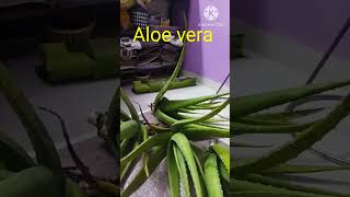 Aloe Vera Juice [upl. by Guttery493]